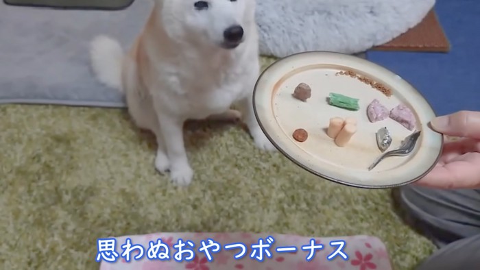 おばあちゃんが用意した「犬用手毬」