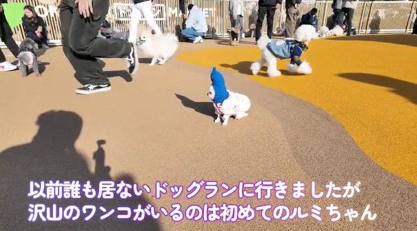 たくさんの犬がいるドッグラン