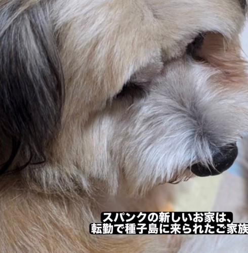 首をかしげる犬