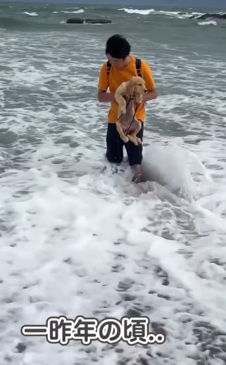 飼い主さんに抱っこされている子犬