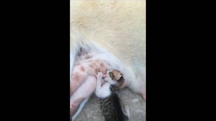 乳首に吸い付く子猫2