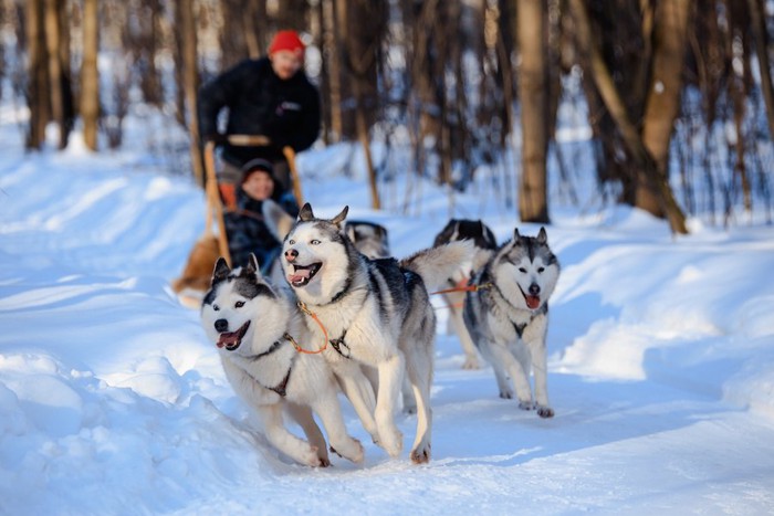 イヌゾリを引くハスキー犬たち