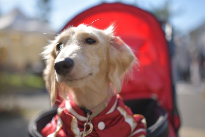 カートに乗った犬