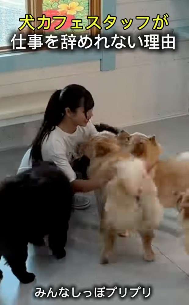 女性に集まる犬たち