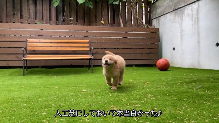 今ではすっかりアクティブ犬に