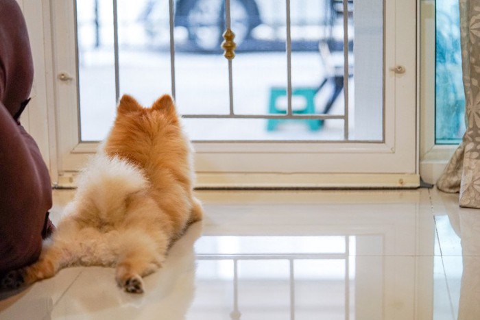 飼い主が帰ってくるのを待っている犬