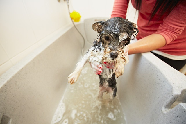 お湯を張った浴槽に入る犬