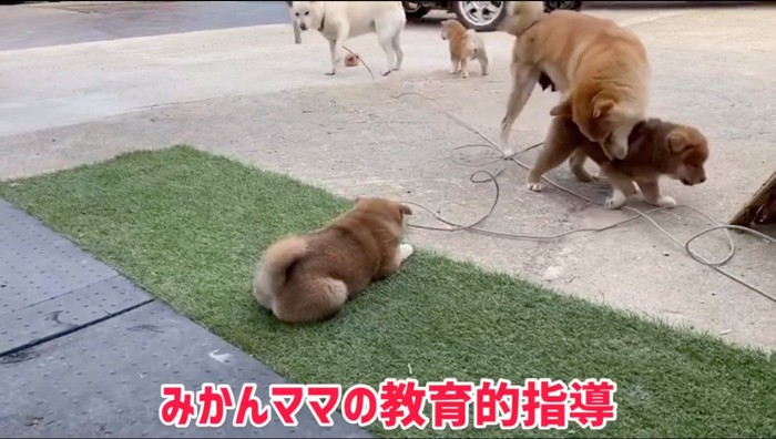 子犬を甘噛みする母親犬