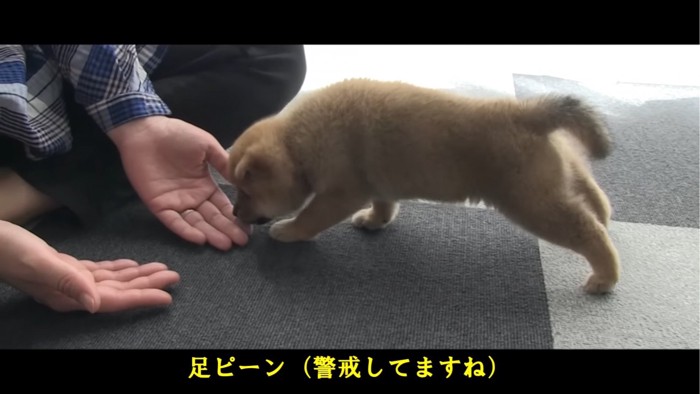 足をピンと伸ばす子犬