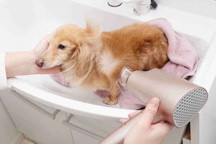 洗面所でドライヤーを当てられている犬