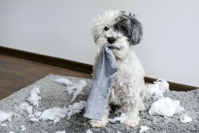 散らかった部屋で靴下をくわえる犬