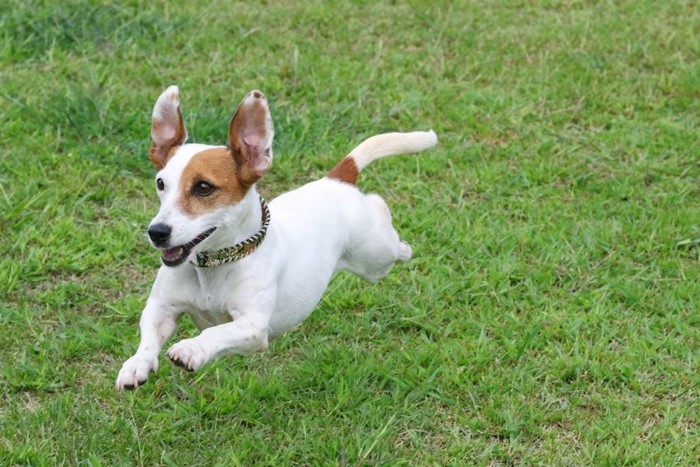 芝生を飛ぶように走る犬