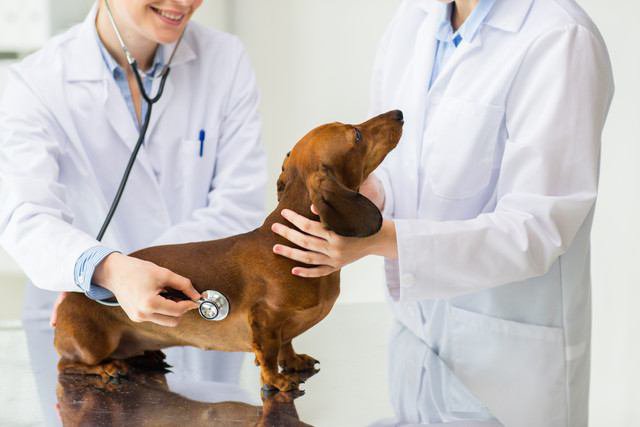 聴診器を当てられる犬