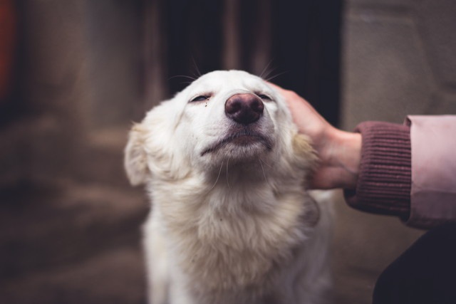 撫でられている犬