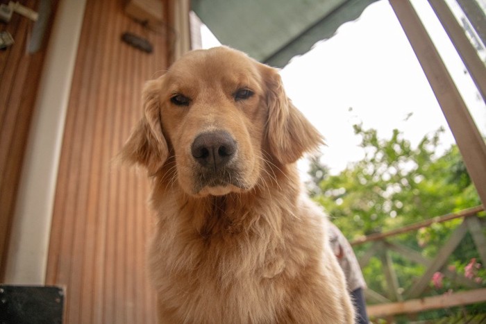 不機嫌な顔の犬