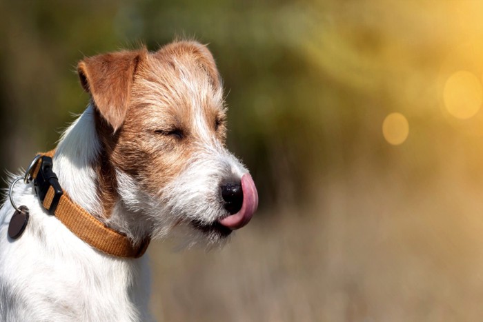 目を閉じて舌を出す犬