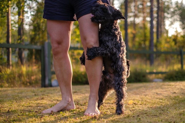 人の足にマウンティングしている犬