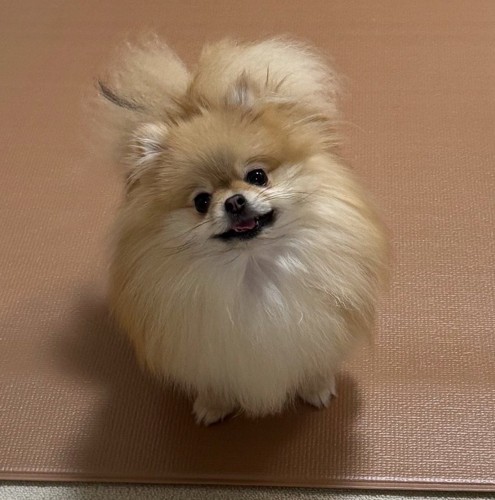 あざとい