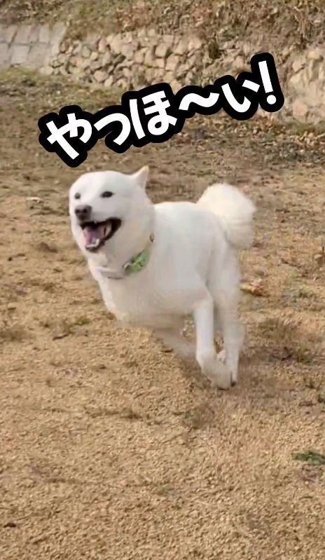 「ヤッホーイ！！」