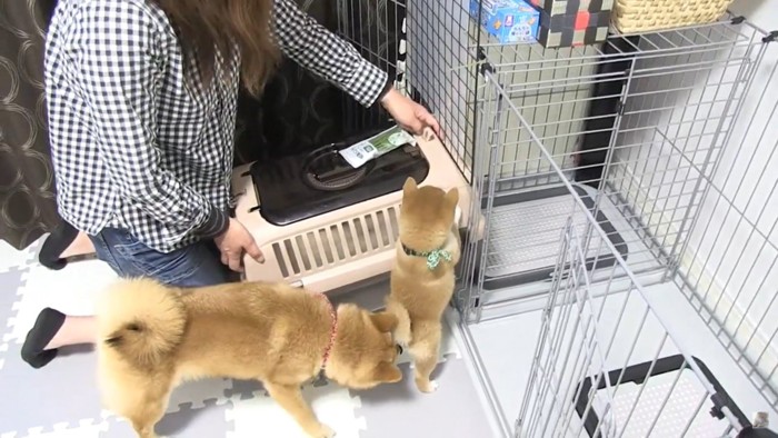 子犬のにおいをかぐ犬と女性