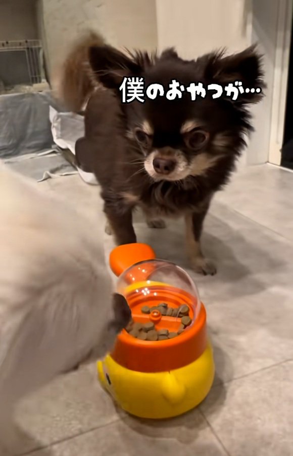 がっかりするこげまる君