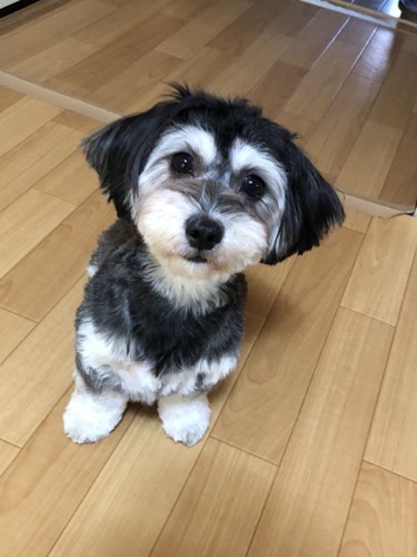 モモ