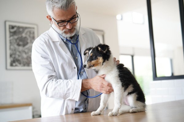 犬に飲ませすぎたときの症状と対処法