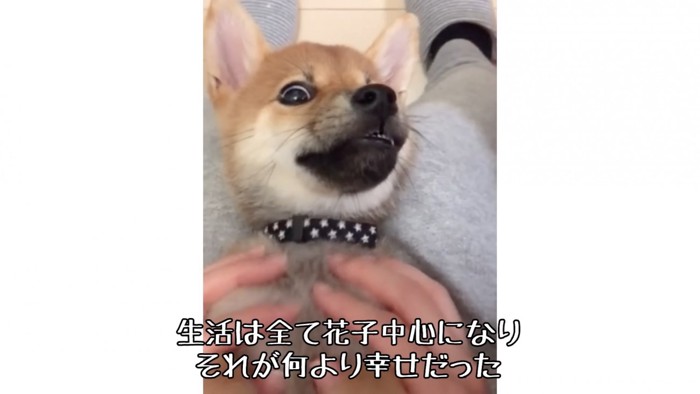 犬中心の生活に