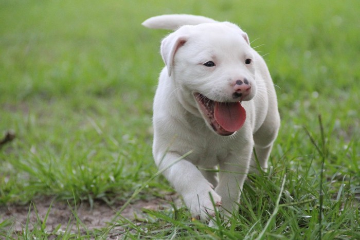 しろい仔犬