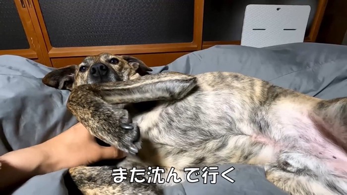 撫でてほしくて寝かせてくれないりゅうちゃん9