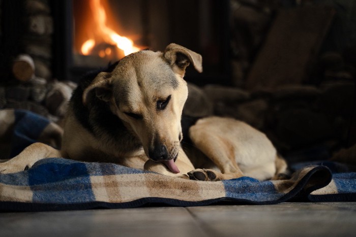 寝床でセルフグルーミングをする犬