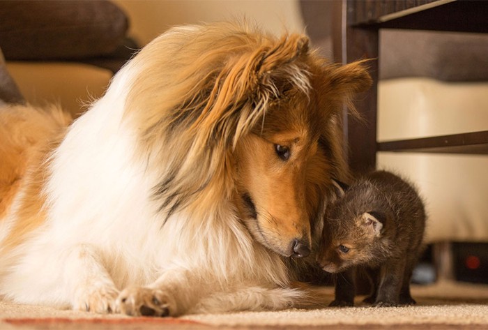 犬とキツネ