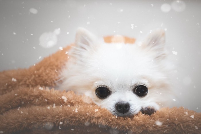 ちらつく雪とチワワ