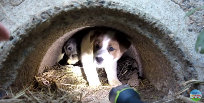 トンネルの中の子犬