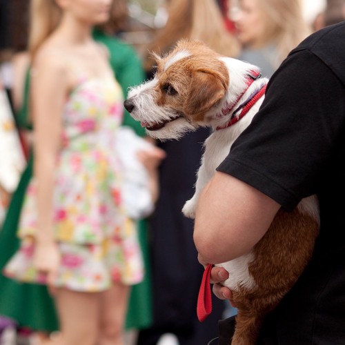 人混みの中で抱っこされる犬