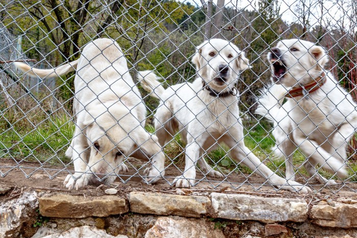 吠える3匹の白い犬