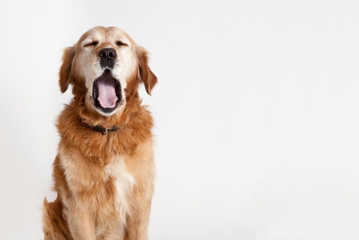 あくびしている犬