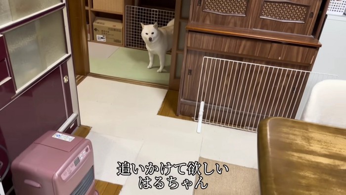 「追いかけて!」