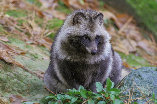 石の地面に座って何かをジッと見つめているタヌキ