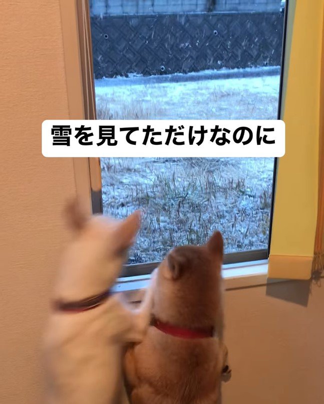 ハルちゃんが雪を見ていたら…4