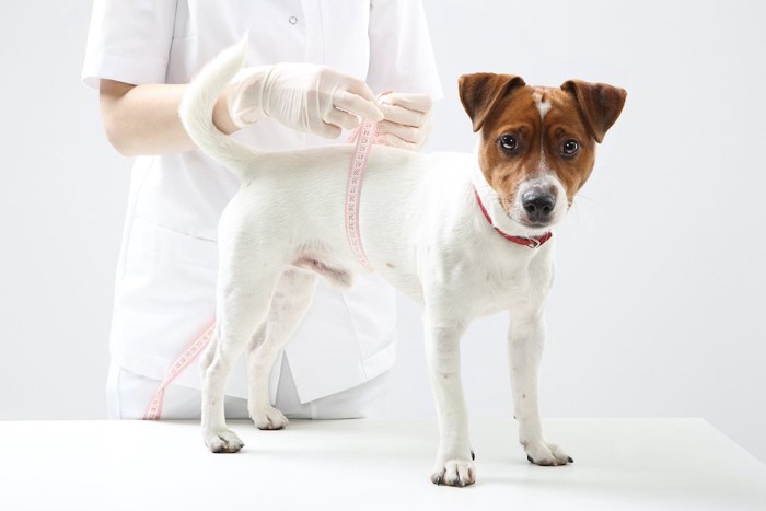 病院でお腹周りを測られている犬