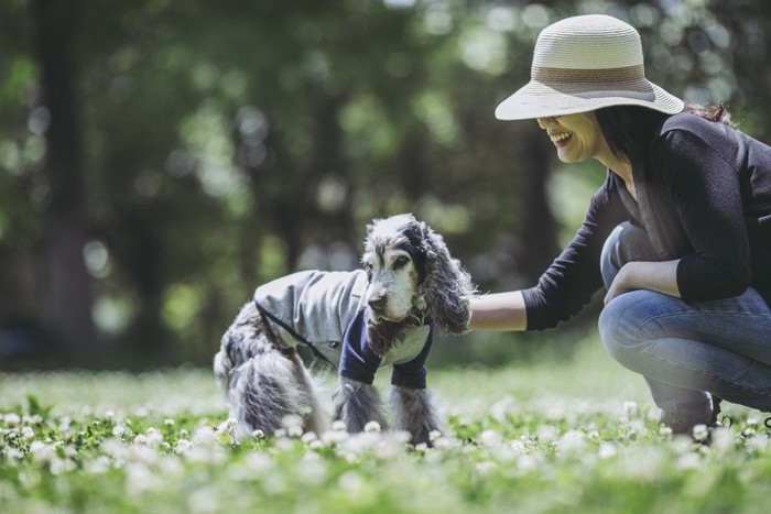 お散歩を楽しむ老犬のコッカーと女性