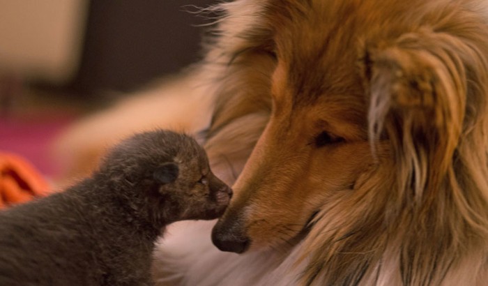 子ぎつねと犬