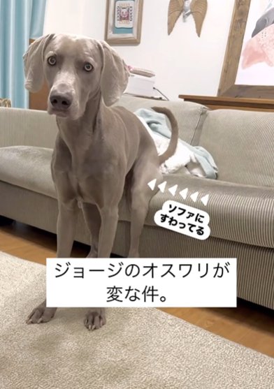 ソファーの座面の端にお尻を乗せて座るワイマラナー