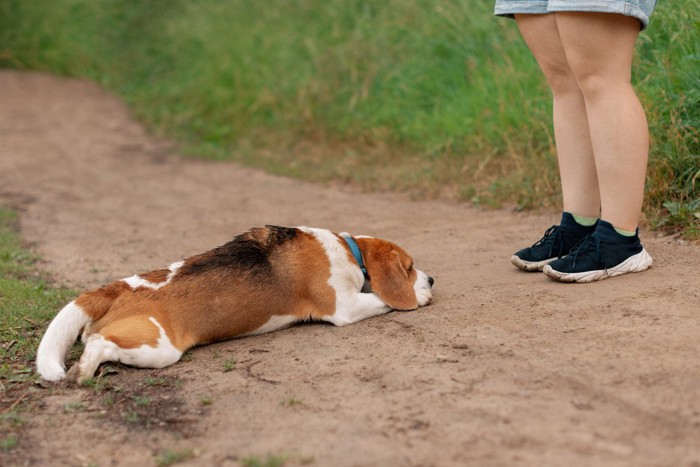 飼い主の前で伏せている犬