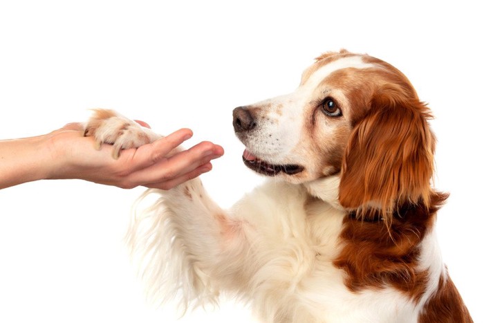 お手をする犬