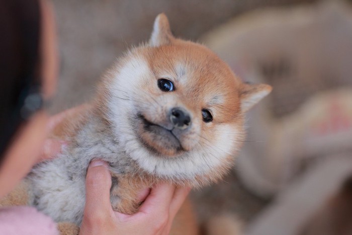 向かい合って抱えられている子犬