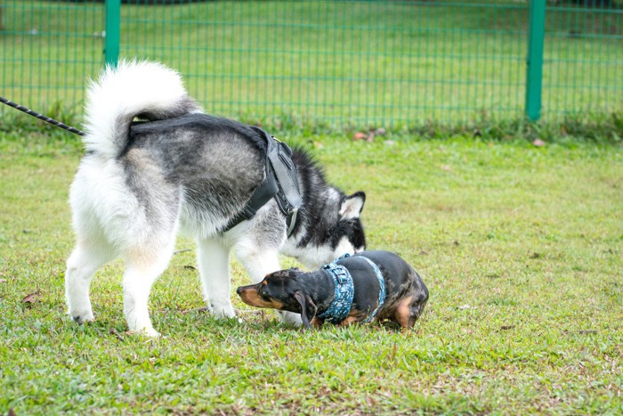 犬同士の挨拶、ハスキー