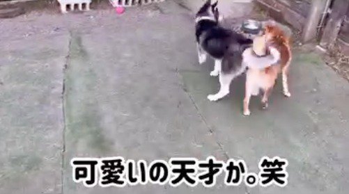 追いかけっこをする若い柴犬とハスキー犬
