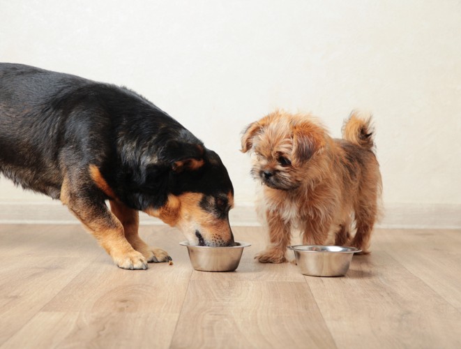 体格の違う2頭の犬が並んで食事をしている様子